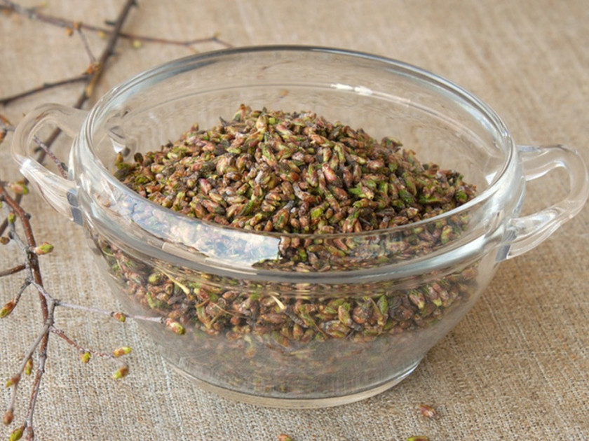 Folk tincture on birch buds